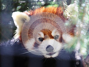 Red Panda