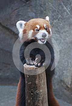 Red Panda