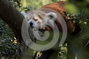 Red Panda