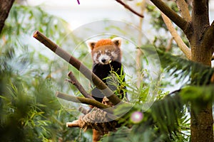 Red Panda