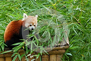 Red panda