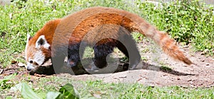 Red panda