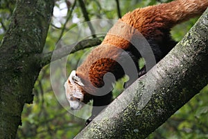 Red panda