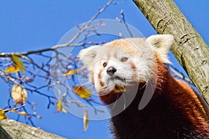 Red Panda