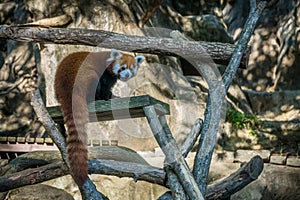 Red Panda