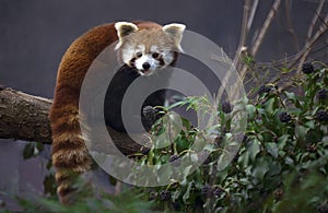 Red panda