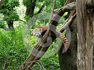 Red Panda