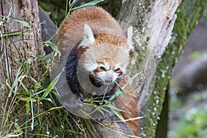 Red Panda
