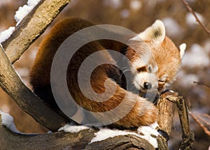 Red panda (Ailurus fulgens) photo