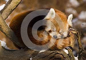 Red panda (Ailurus fulgens)