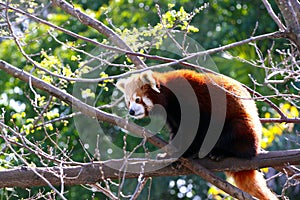 Red Panda - Ailurus fulgens