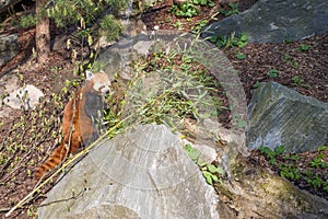 Red panda, Ailurus fulgens
