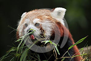 Red panda (Ailurus fulgens).