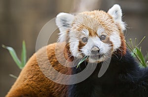 Red panda Ailurus fulgens