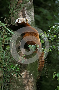 Red Panda, ailurus fulgens, Adult standing on Tree Trunk