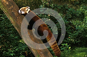 Red Panda, ailurus fulgens, Adult walking on Tree Trunk