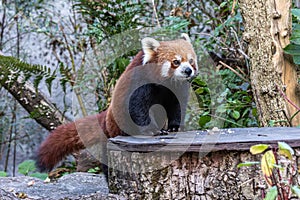 The red panda, Ailurus fulgens, also called the lesser panda