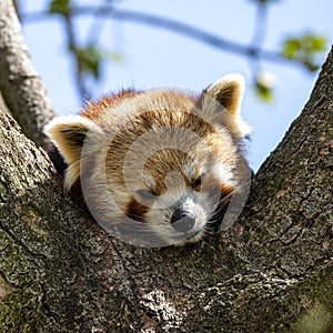 The red panda, Ailurus fulgens, also called the lesser panda
