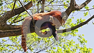 The red panda, Ailurus fulgens, also called the lesser panda and the red cat-bear sitting on a tree