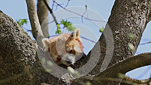 The red panda, Ailurus fulgens, also called the lesser panda and the red cat-bear sitting on a tree