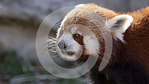 Red Panda, Ailurus fulgens also known as a firefox, lesser panda, or red-cat-bear