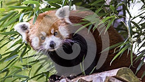 Red Panda, Ailurus fulgens also known as a firefox, lesser panda, or red-cat-bear