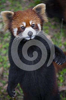 Red panda Ailurus fulgens, also known as Lesser Panda photo
