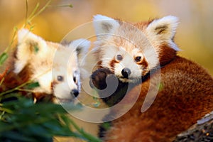 Red panda Ailurus fulgens, firefox or lesser panda, the red bear-cat, and the red cat-bear, portrait in the afternoon light.