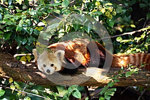 Red Panda (Ailurus Fulgens) laying on a branch