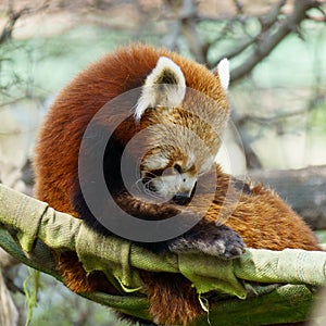 Red panda (Ailurus fulgens), or lesser panda