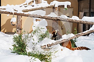 Red panda, Ailurus fulgens or lesser panda at Asahiyama Zoo in winter season. landmark and popular for tourists attractions in