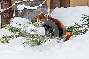 Red panda, Ailurus fulgens or lesser panda at Asahiyama Zoo in winter season. landmark and popular for tourists attractions in