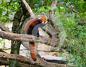 Red panda Ailurus fulgens or lesser panda eating bamboo leaves