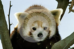 Red Panda, ailurus fulgens, Portrait of Adult standing on Branch