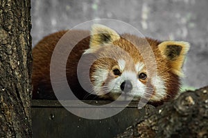 Red panda, Ailurus fulgens, resting inside photo
