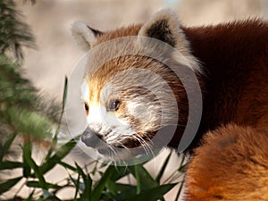 Red panda, Ailurus fulgens photo