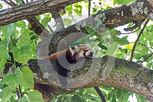 Red Panda Ailurus fulgens Sleeping on a branch