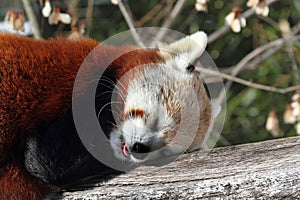 Red Panda (Ailurus fulgens) photo