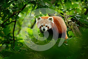 Red Panda - Ailurus fulgens walking and climbing on the branch in the forest,  carnivoran native to the eastern Himalayas and