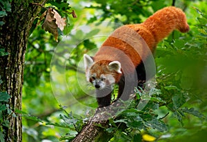 Red Panda - Ailurus fulgens walking and climbing on the branch in the forest,  carnivoran native to the eastern Himalayas and photo