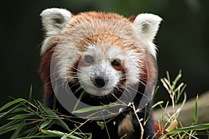 Red panda (Ailurus fulgens). photo