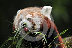Red panda (Ailurus fulgens). photo