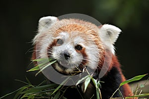 Red panda (Ailurus fulgens). photo