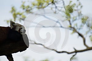 Red panda - allures fulgens relaxing on a tree