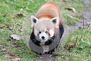 Red panda ambling along a grassy path in a natural outdoor setting.