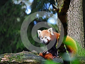 Red Panda Animal Zoo Slovenia