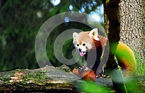 Red Panda Animal Zoo Slovenia
