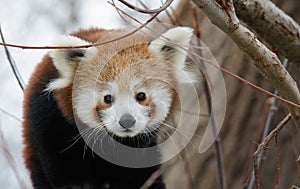 Red panda baby