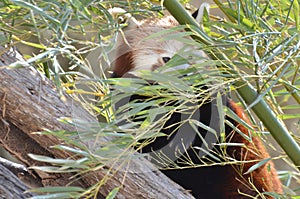 Red panda and bamboo 2