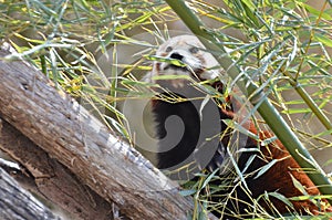 Red panda and bamboo 3